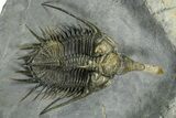 Spiny Psychopyge Trilobite - Top Quality Specimen #363026-3